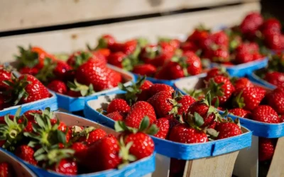Fête des fraises à Carros 2026 : un événement gourmand à ne pas manquer