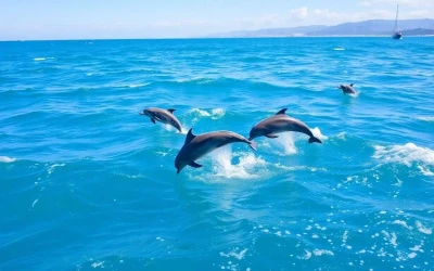 Observer les dauphins en Méditerranée : une activité incontournable sur la Côte d’Azur