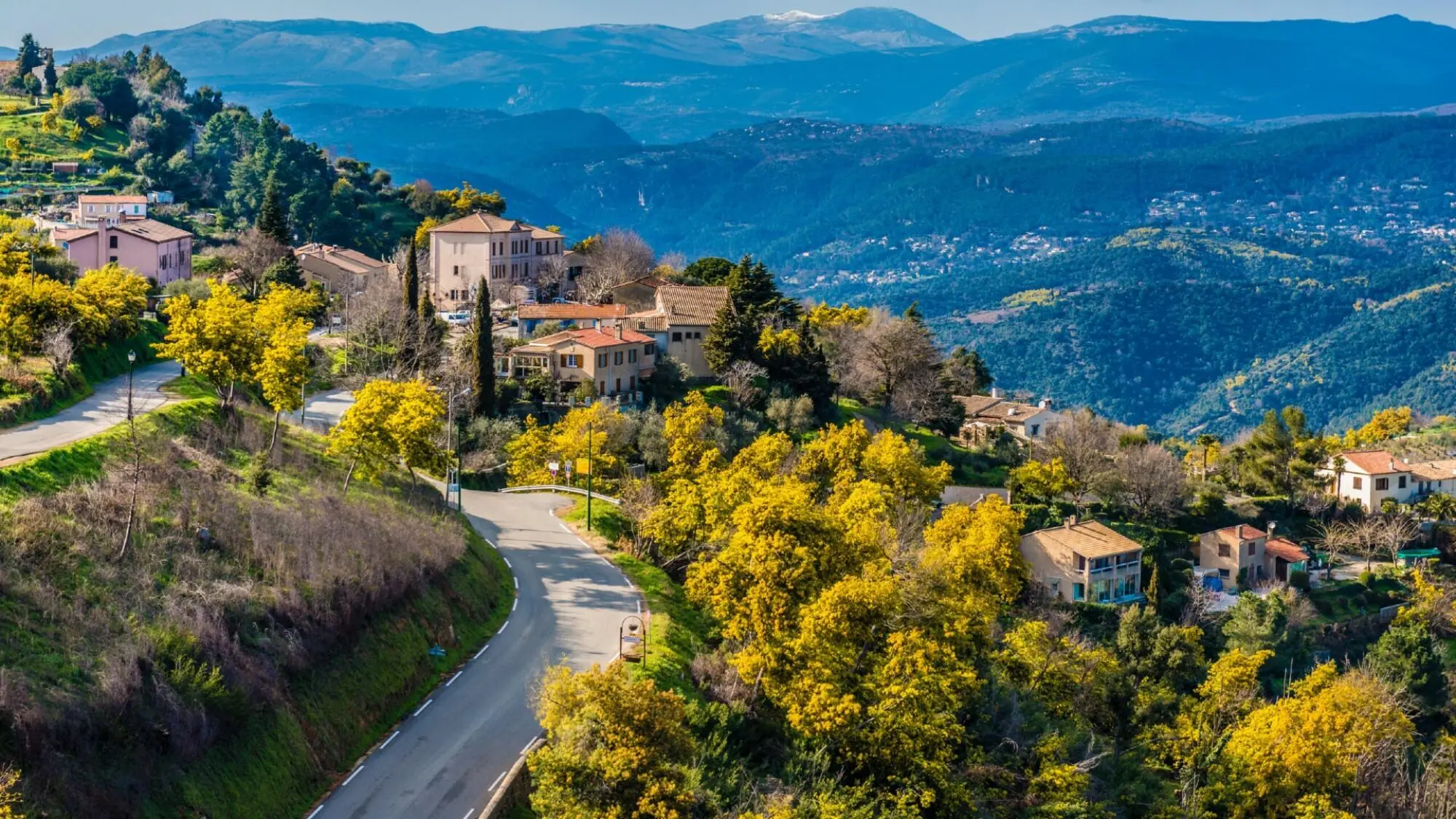 Route du Mimosa Côte d’Azur – mimosa en fleur collines dorées et village perché Route du Mimosa Côte d'Azur mimosa en fleur collines dorées et village perché